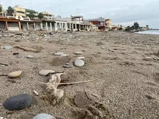 Toallitas higiénicas en la playa de Nules: abren una investigación para descubrir el origen