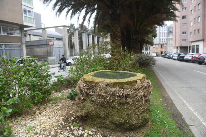 El picudo sacude el palmeral de Zalaeta: "La plaga ya no para"