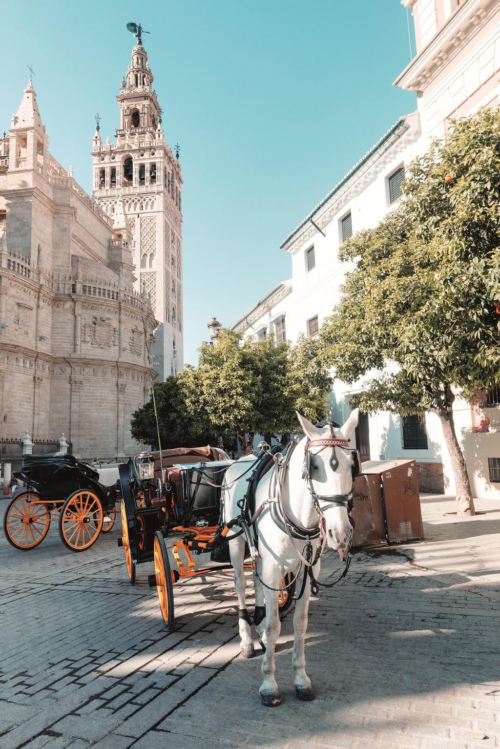 Calesa frente a la Giralda.