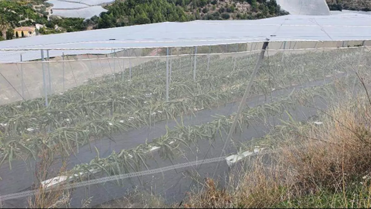 Koldo vale para todo: también cultiva fruta tropical en Alicante
