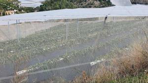 La plantación de pitahaya en el interior de la parcela de Callosa d´en Sarriá