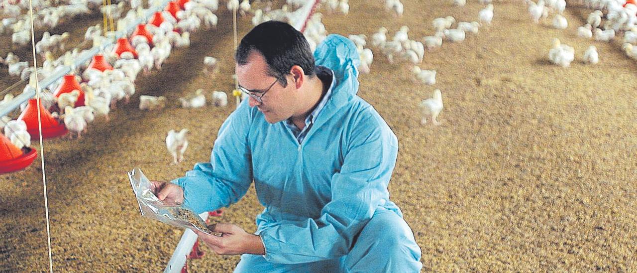 La ganadería en Castellón vive una crítica situación por los costes de los piensos y la energía