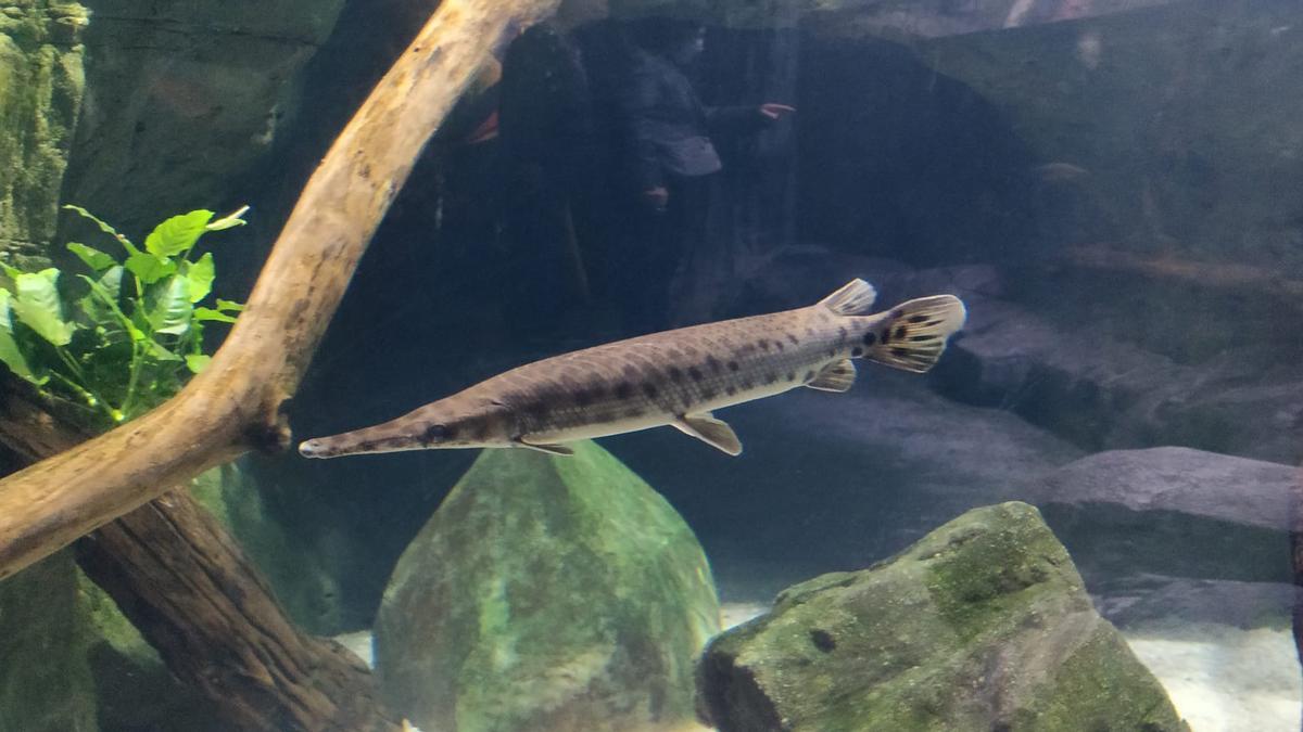 Cuatro peces cocodrilo llegan al Acuario de Gijón - La Nueva España