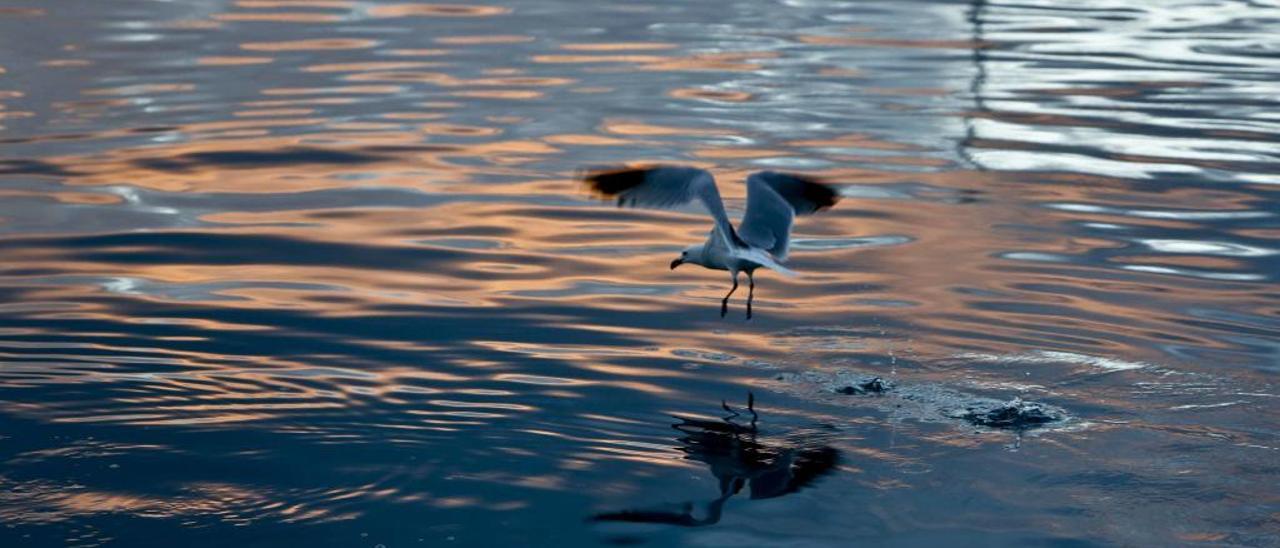 El agua del Mediterráneo se calienta 1,1º en 35 años y traerá más «gotas frías»