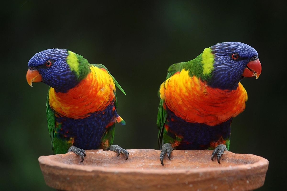 Loros arcoiris (Trichoglossus haematodus).