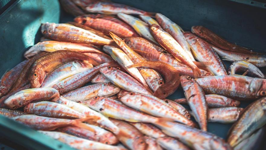 El Consell Comarcal del Baix Empordà impulsa un estudi per conèixer el consum de peix entre l&#039;alumnat de secundària