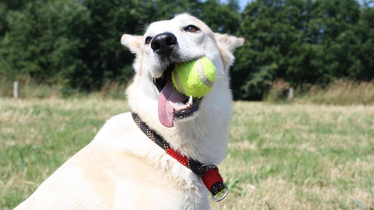 JUGUETES PARA PERROS | Este es el motivo por el que las pelotas de tenis son malas para los perros