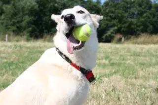 Este es el motivo por el que las pelotas de tenis son malas para los perros