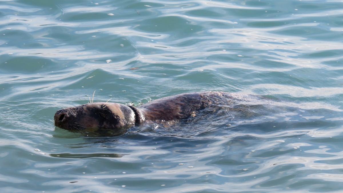 La foca gris, en la cala de la Barraca de Xàbia