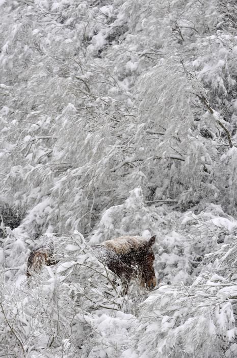 Las primeras nieves del otoño en Asturias