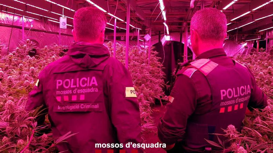 Detinguts per muntar una plantació de marihuana en una antiga granja de conills a Vilopriu
