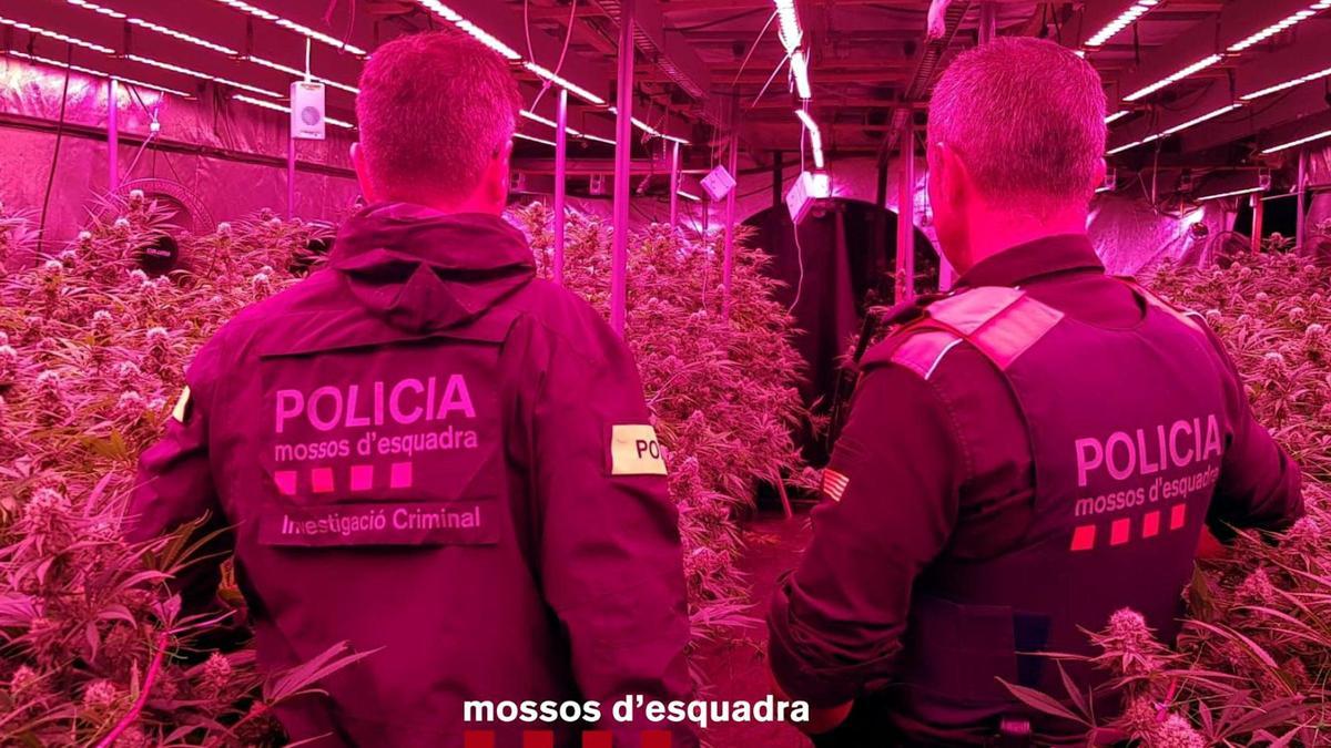 Dos mossos d'esquadra amb la plantació de marihuana de Vilopriu.