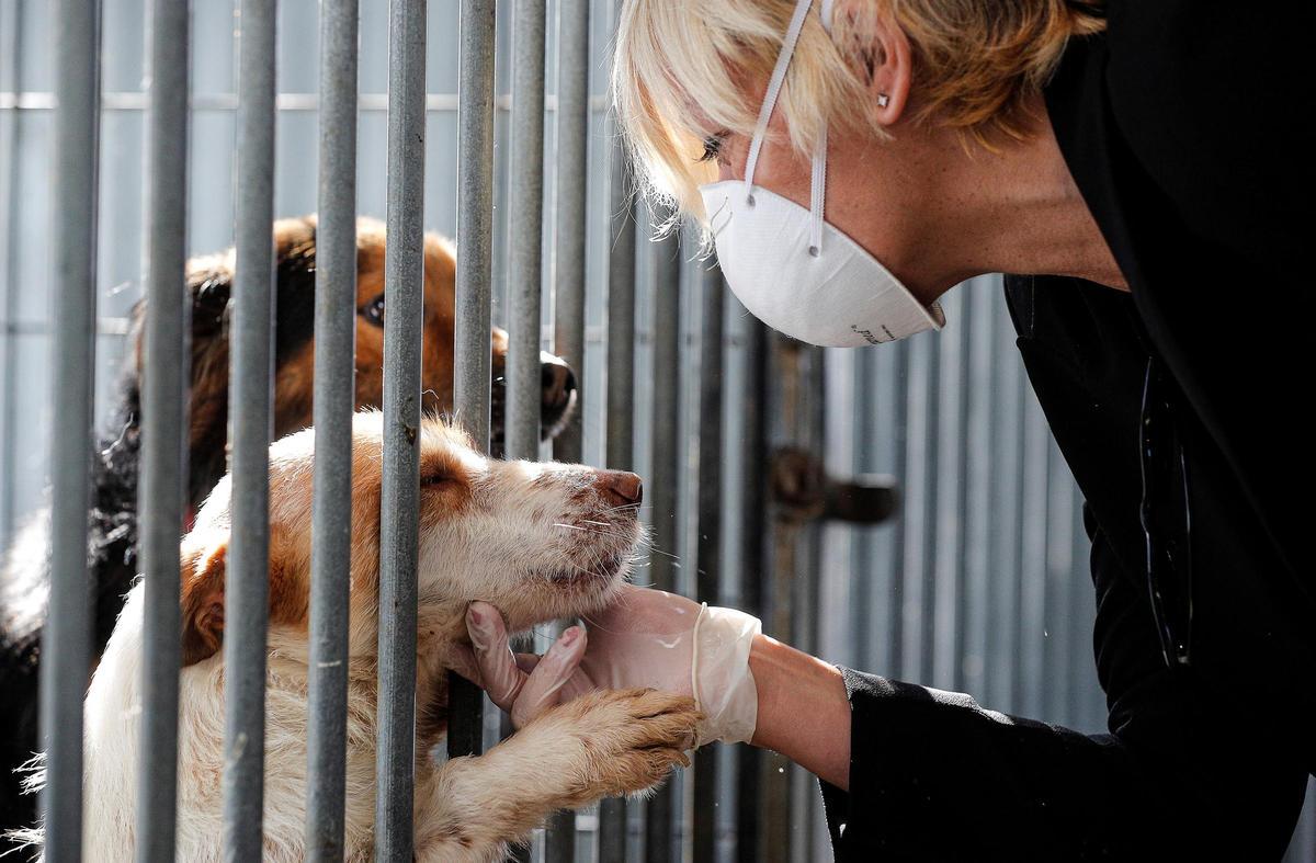 ¿Es más peligroso un perro por su raza? Los nuevos ataques reavivan debate sobre seguridad