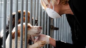 ¿Es más peligroso un perro por su raza? Los nuevos ataques reavivan debate sobre seguridad