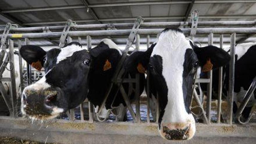 Vacas en una explotación ganadera.