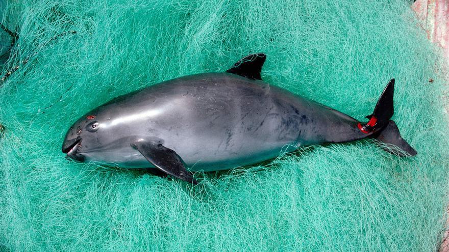 Las redes de enmalle han llevado a la vaquita al borde de la extinción.