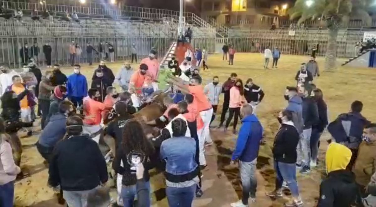 Polémica por la celebración del 'bou embolat' en Vila-real