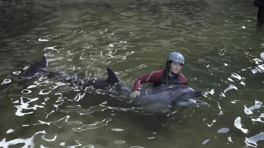 Das Oceanográfico in Valencia rettet zwei Belugas und vier Delfine, die in Kanada hätten getötet werden sollen.