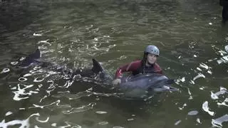 El Oceanográfic de Valencia rescata a dos belugas y cuatro delfines que iban a ser sacrificados en Canadá