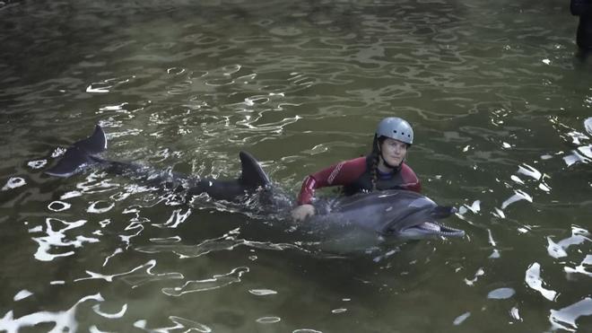 Dos belugas y cuatro delfines rescatados de Canadá llegan al Oceanogràfic de Valencia