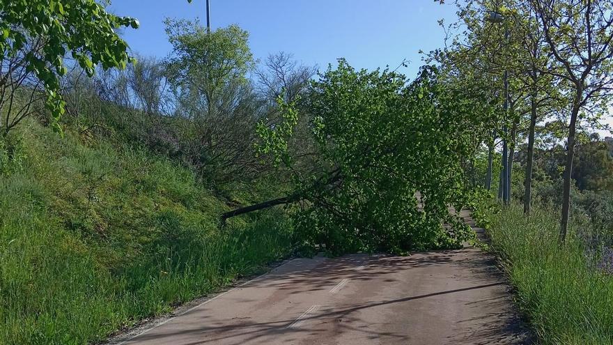 El temporal tumba un árbol en la Ronda Norte de Cáceres