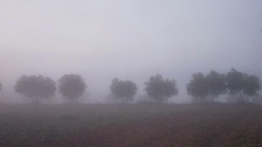 Matinal de boira a Cardona.