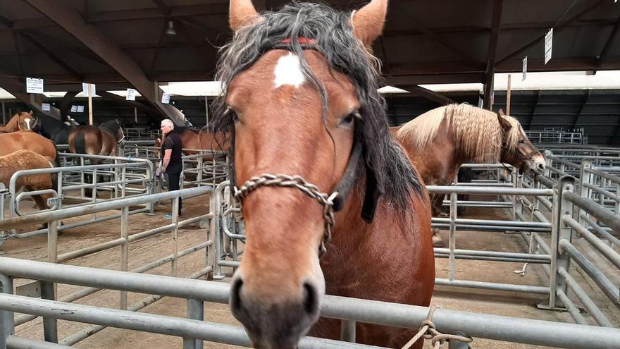 Cesión de caballos a la Facultad de Veterinaria