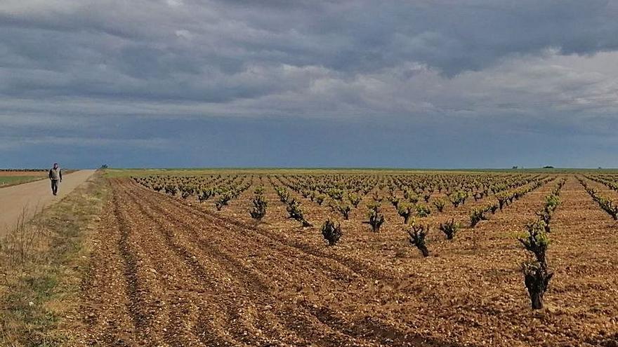 Viñedos, uno de los sectores en los que se centrará la formación. | M. J. C.