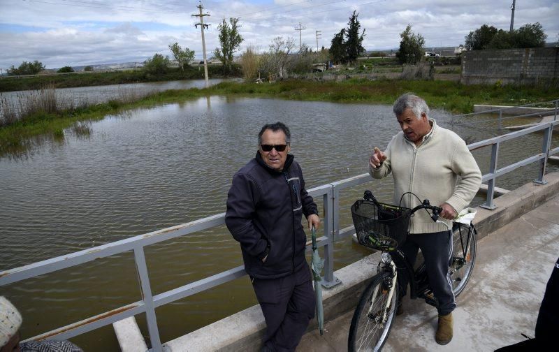 Impresionantes imágenes de la crecida del rio en Gelsa, Pinta y Quinto de Ebro