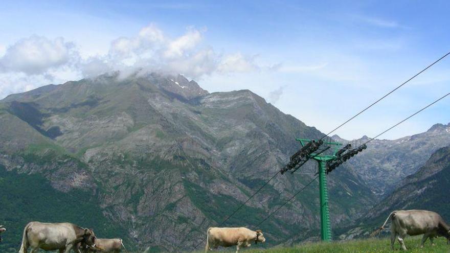 Aragón rechaza el plan de reintroducción del oso en el Pirineo occidental