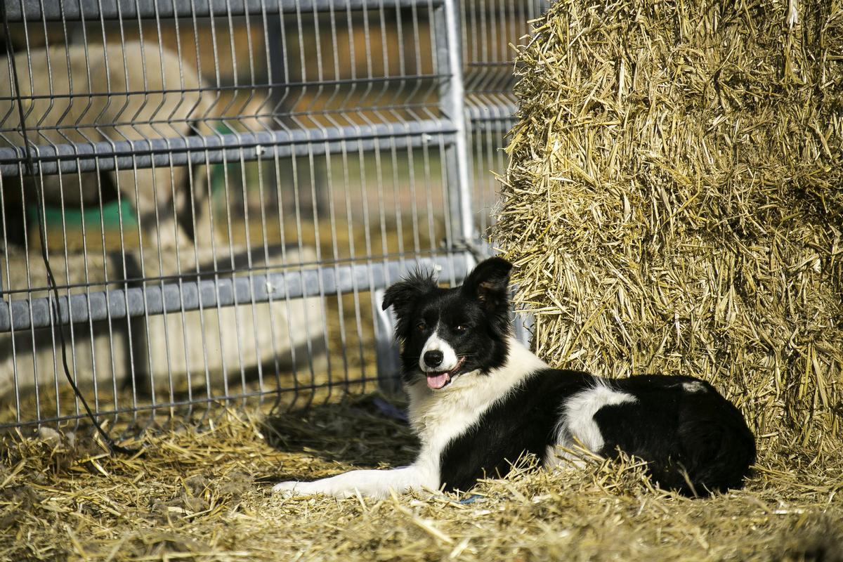 El 'border collie' que Jordi Muxach le regaló a Daniel