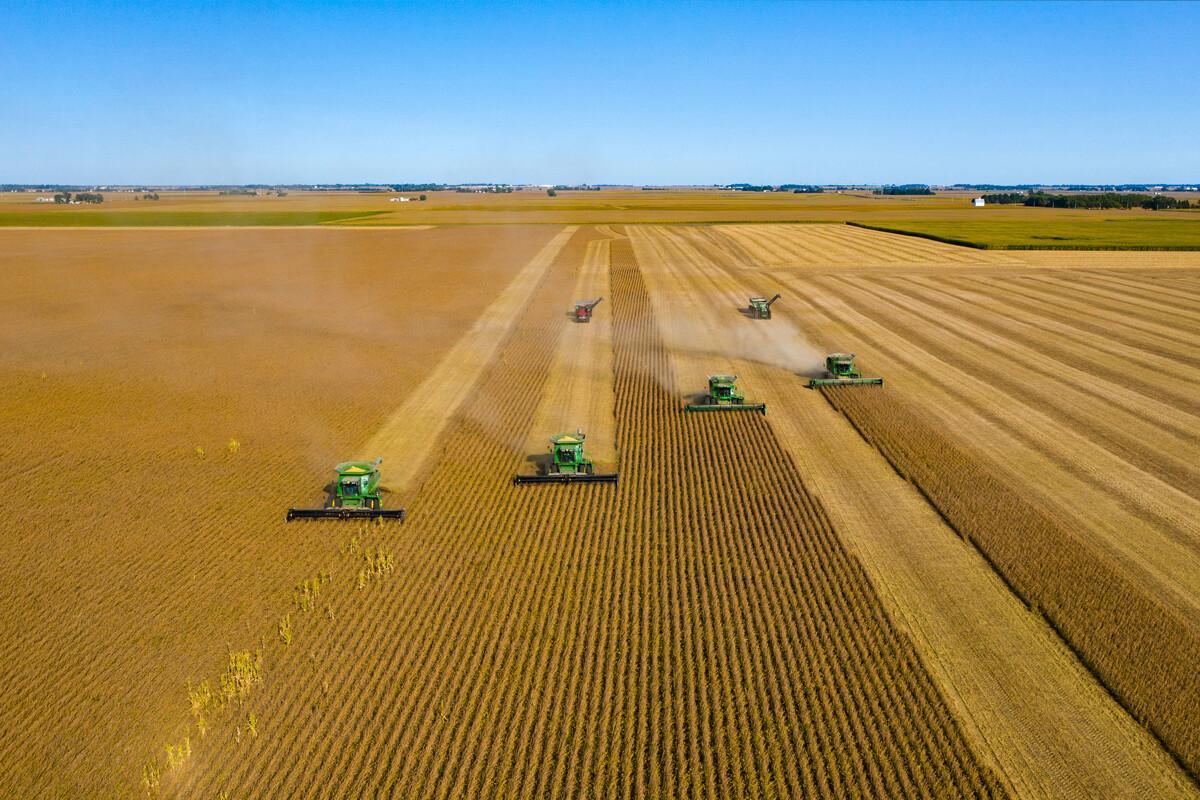 Los grandes campos de cultivos industriales, sin márgenes, paredes ni linderos, ahuyentan a los jilgueros