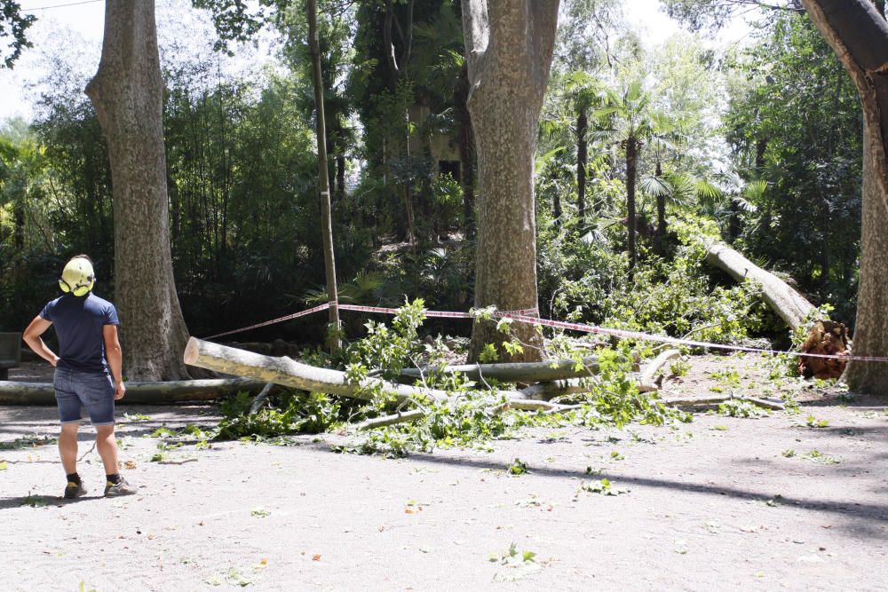 Tanquen fins dilluns els Jardins de la Devesa per la caiguda d''un plàtan