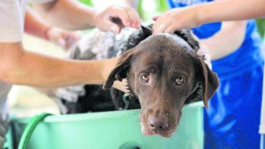 Un perro pasado por agua