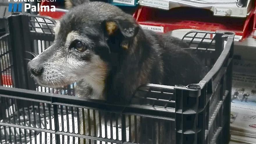 El perrito, en las dependencias de la Policía Local de Sant Ferran.