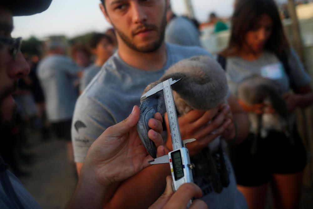 Volunteers measure the peak of a flamingo chick ...