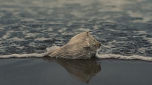 Caracola de mar 