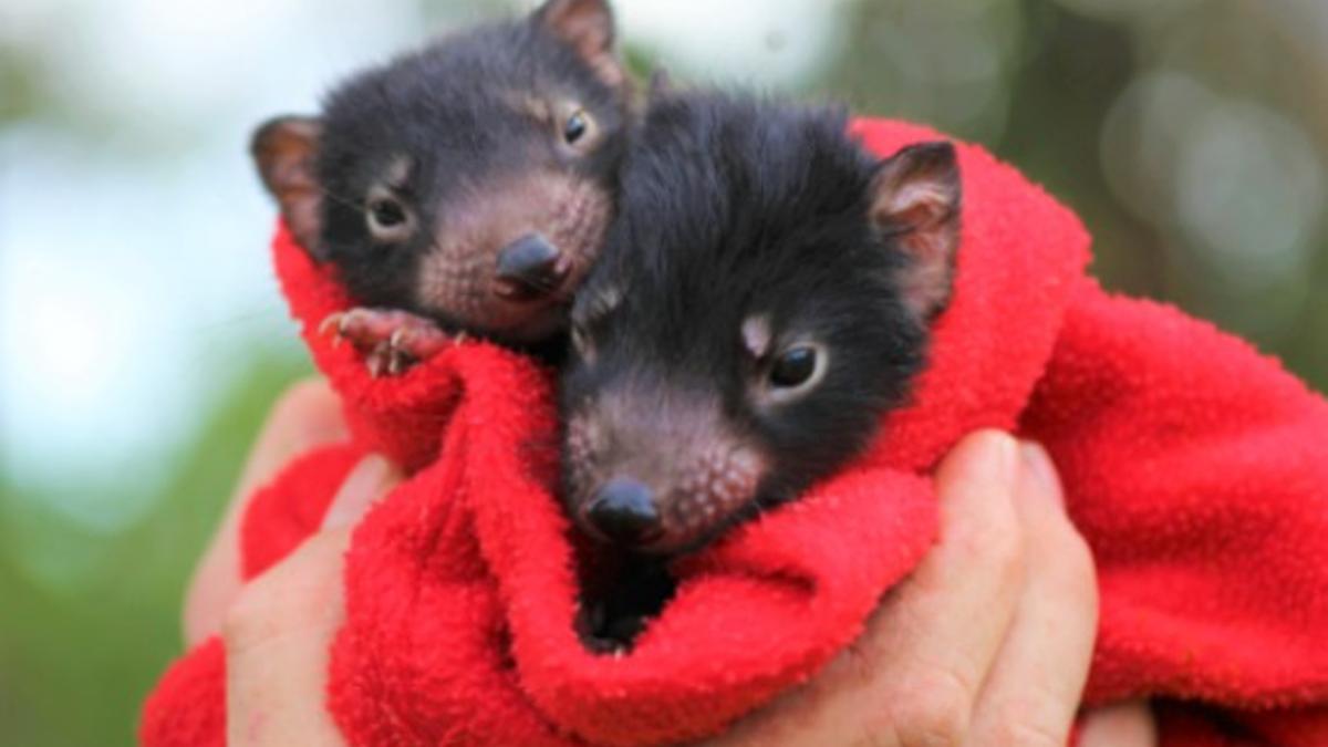 Diablos de Tasmania recién nacidos