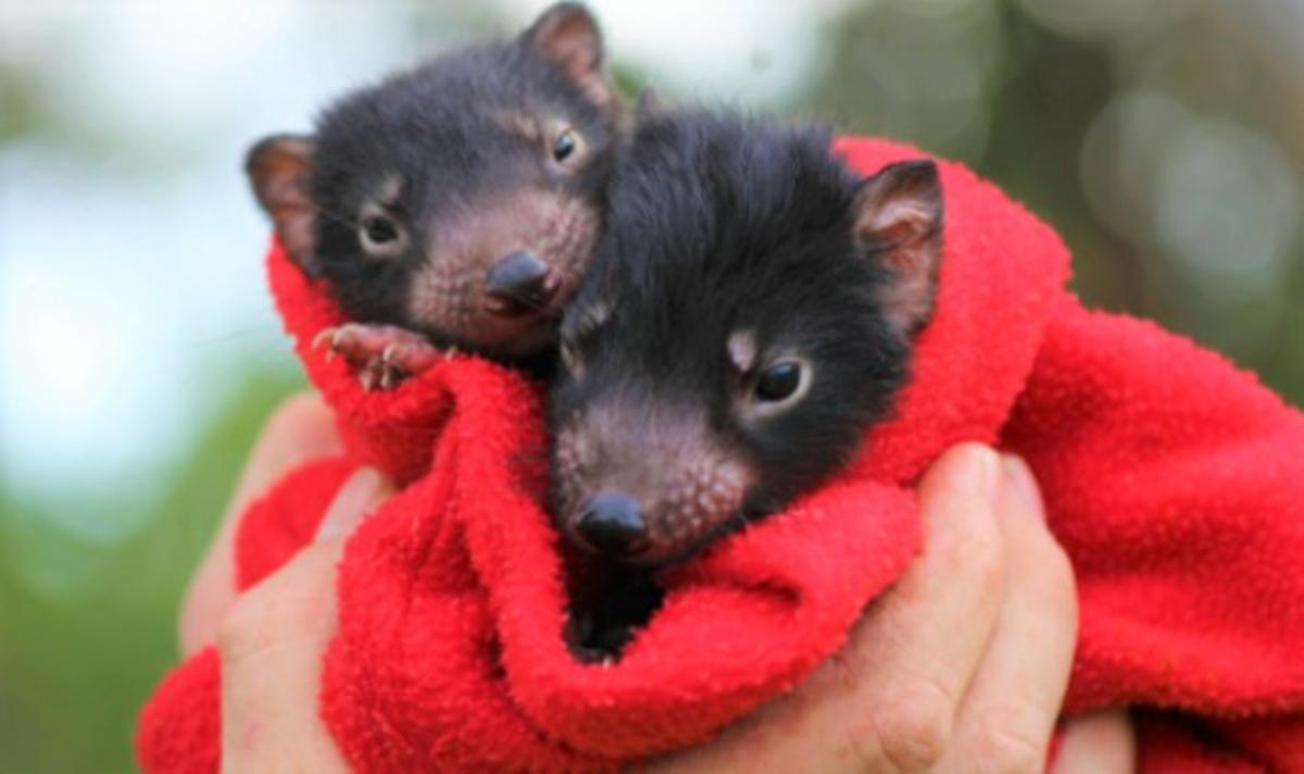 Així són els primers diables de Tasmània que neixen a Austràlia en 3.000 anys