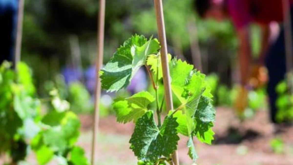 Las primeras uvas de la 'Vinya d'en Sabater' en Santa Coloma de Gramenet.