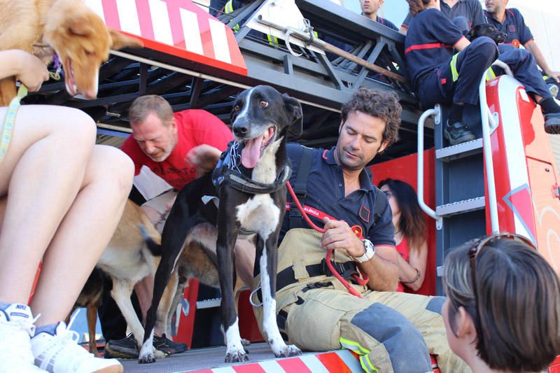 Los Bomberos de Valencia, con la adopción de mascotas