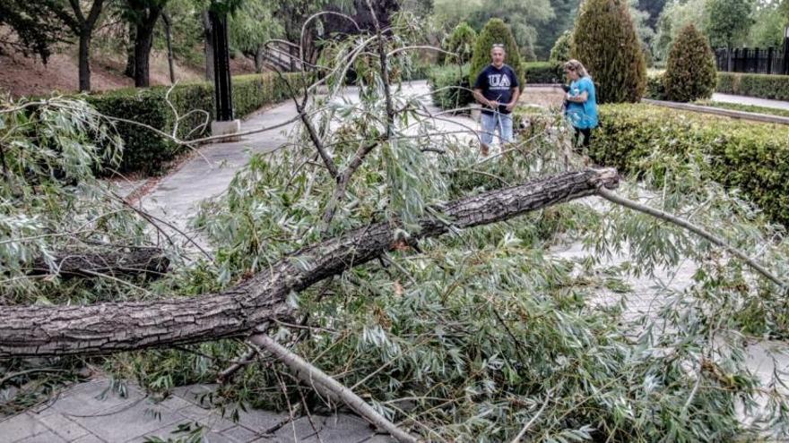 El árbol tumbado en medio de una de las calles del parque