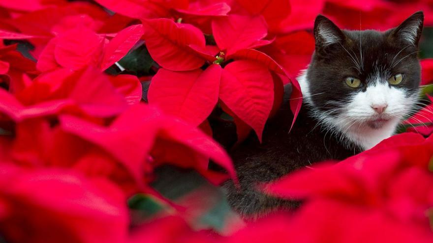 Un gato rodeado de flores de pascua. | P. P.