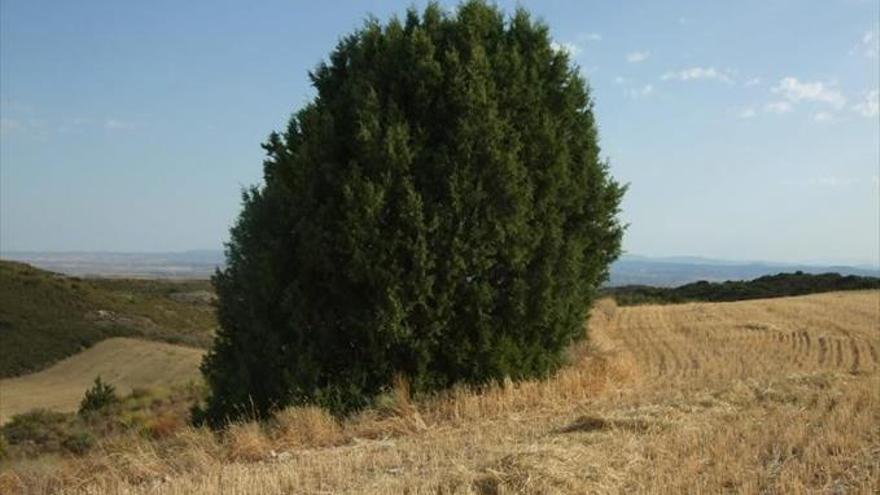 Los sabinares, un reservorio contra el efecto invernadero