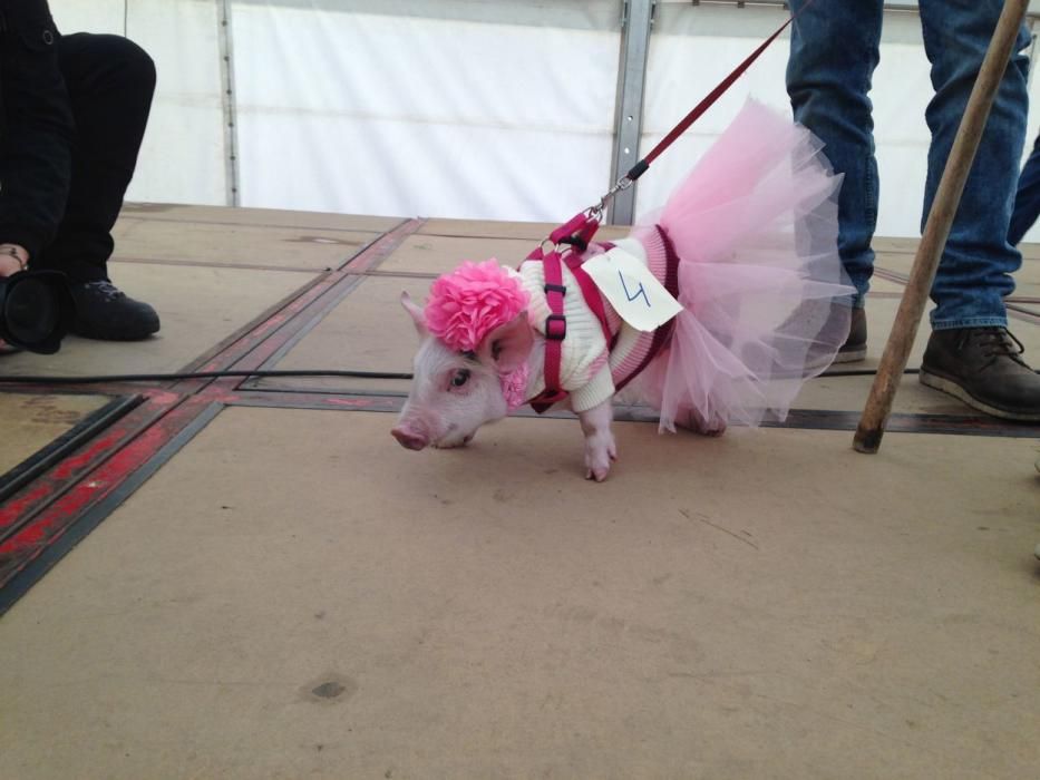 Carnaval en Toro: Concurso de mascotas