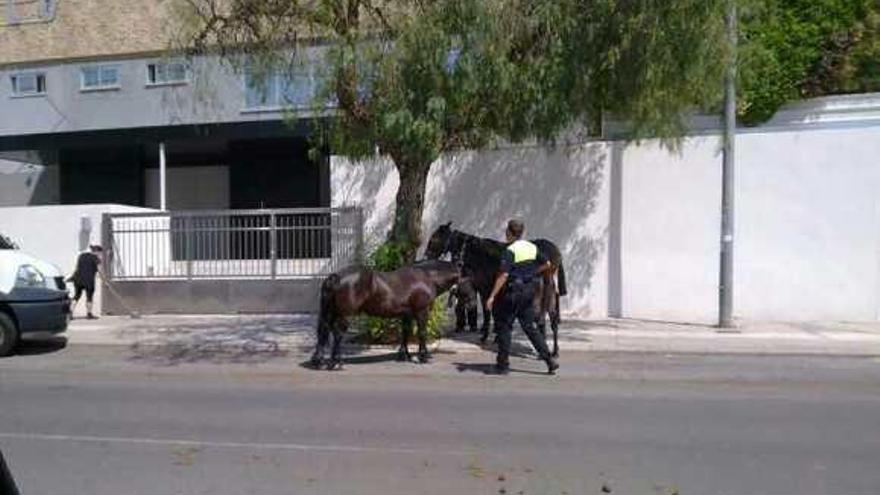 Uno de los agentes con los caballos tras conseguir atarlos a un árbol.