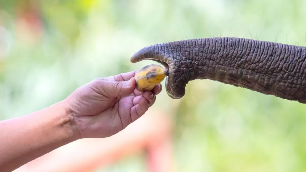 El sorprendente elefante que ha aprendido a pelar plátanos él solo