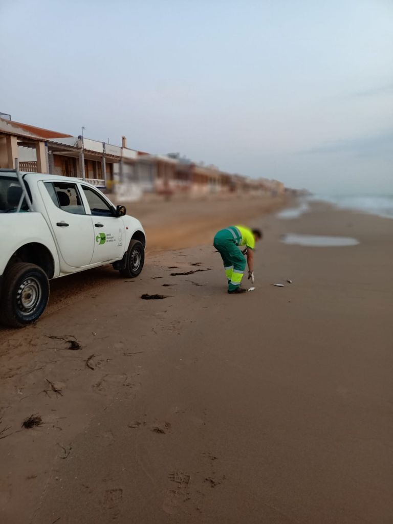 Preocupación en Guardamar ante la aparición de peces muertos