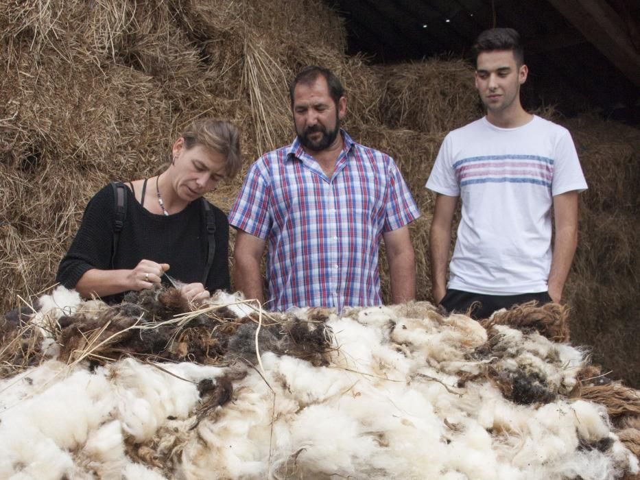 Pastor de oveja xalda y esquiladora en Llanera