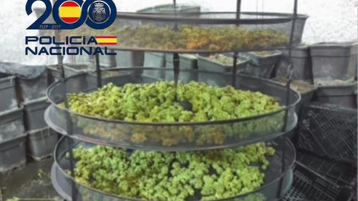 Cogollos de marihuana incautados en un operativo policial.